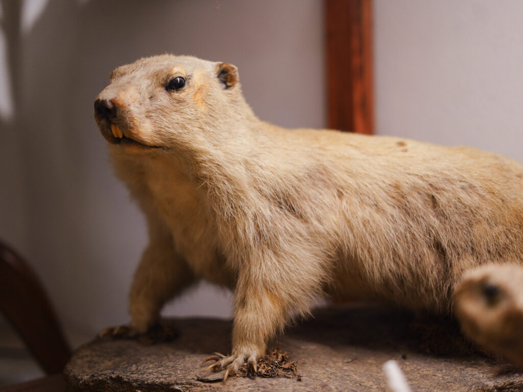 taxidermy as more than decoration