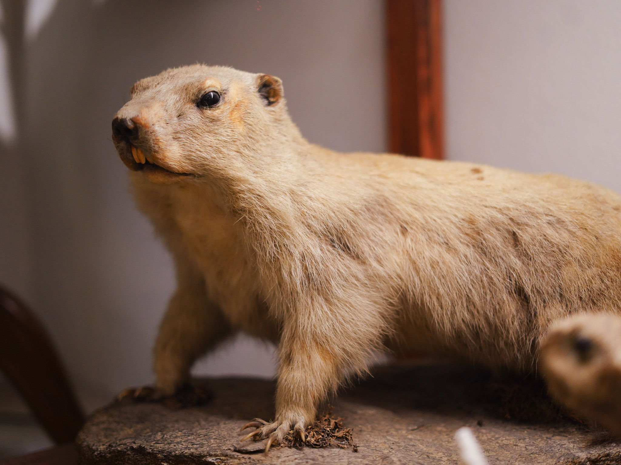 taxidermy as more than decoration